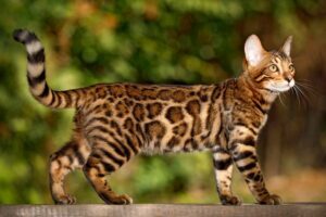 Where can I Find the Best Bengal Cat Breeder