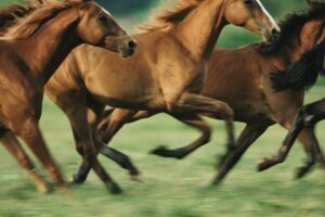 4 Popular Horse Breeds