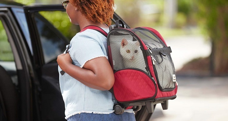 how to long distance travel with a cat