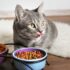 Dry Food for cats