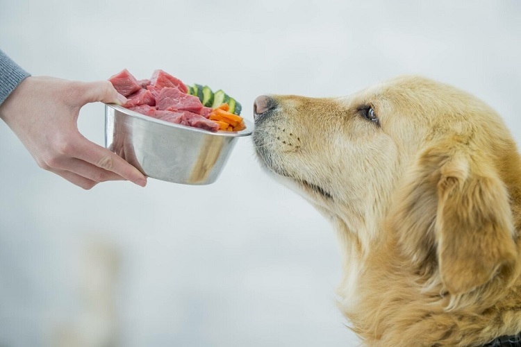 What Are The Best Chewy Dog Food Brands 