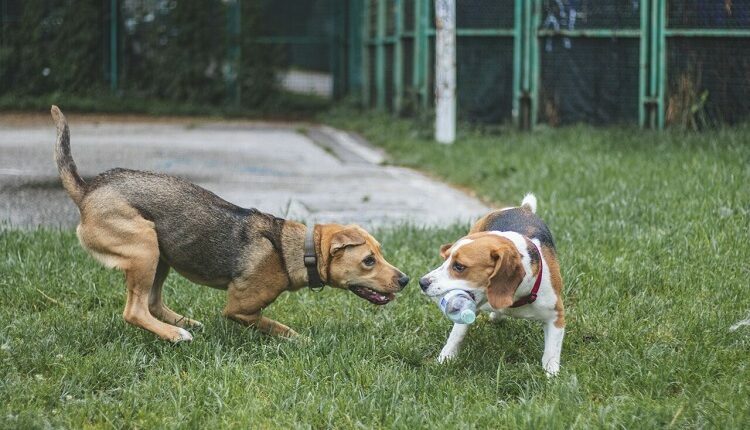 the-benefits-of-studying-animal-behavior